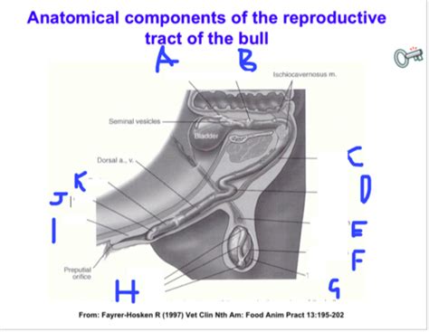 18 Bull Reproductive Anatomy And Bse Bovine Reproduction Lecture Flashcards Quizlet