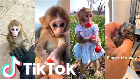 Funny And Amazingly Cute Monkey Tik Toks 🙊 Adorable Monkeys