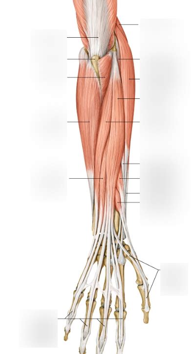 Posterior Forearm Diagram 1 Superficial Muscles Diagram Quizlet