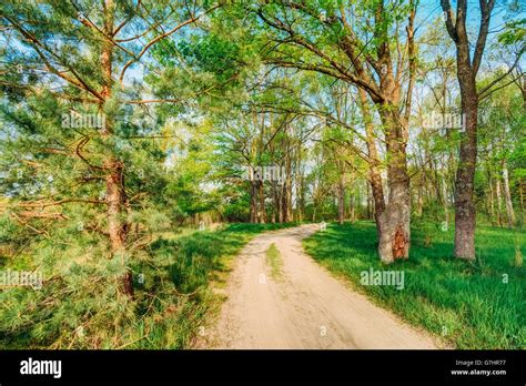 Beautiful Summer Green Forest Countryside Road Path Way Lane