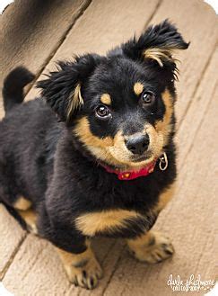 Maybe you would like to learn more about one of these? Mary Kate (Olsen Twins Litter) | Adopted Puppy | Charlotte ...