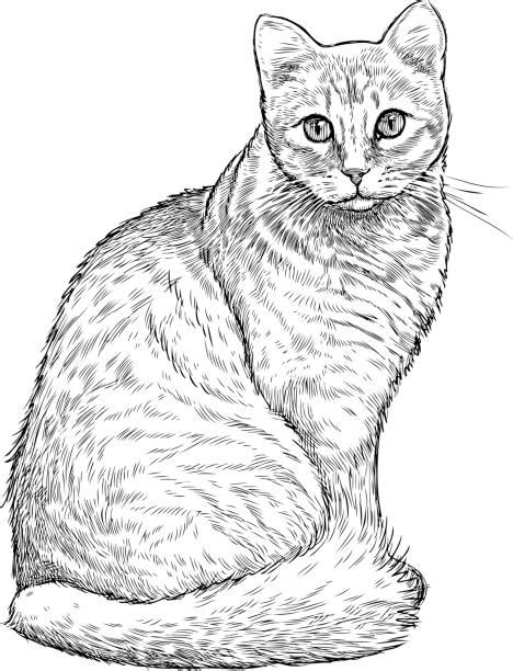 10,378 transparent png illustrations and cipart matching cats. Top Realistic Cat Drawing Clip Art, Vector Graphics and ...