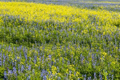 Blue Lupine Flowers And Yellow Flowers In A Field Among Green Grasses