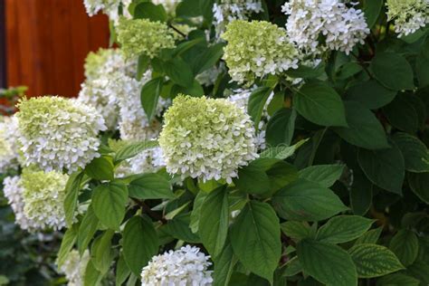 Blooming White Hydrangea Plants In Full Bloom Stock Photo Image Of