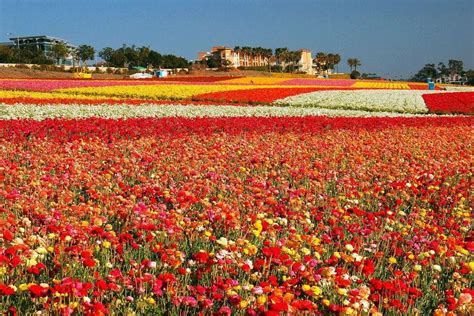 Ngất Ngây 10 Cánh đồng Hoa đẹp Nhất Thế Giới Chuyên Trang Chia Sẻ
