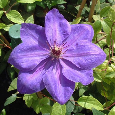 For years it has been accepted practice in english to use an. Clematis 'Elsa Spath' Clematis - 2.5 litres (With images) | Clematis, Flower trellis