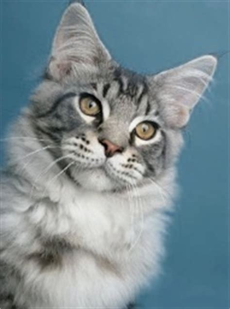 Maine coon cats for sale in maryland. About Coonalley Maine Coons