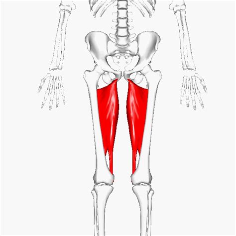 Groin Muscles Diagram Groin Injuries And Problems It Is Often