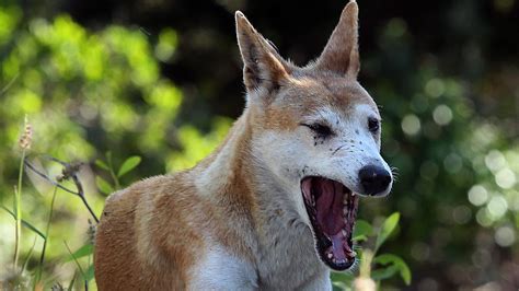 Cairns Boy 6 Mauled In Vicious Terrifying Dingo Attack On Fraser