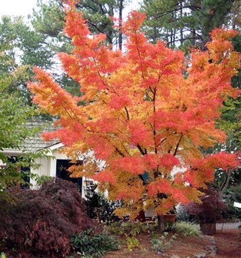 Irohamomiji, is a species of woody plant native to japan, north korea, south korea, china, eastern mongolia, and southeast russia. Coral Bark Japanese Maple | Maple tree landscape, Coral ...