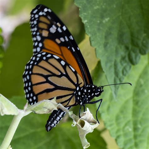 Monarch Butterfly Emerging From Chrysalis North Dakota Game And Fish