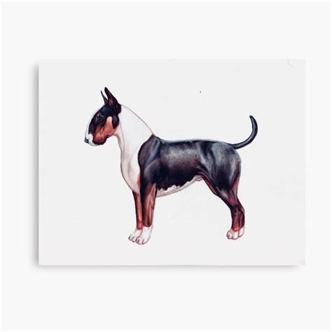 Black And Tan Bull Terrier Canvas Print For Sale By Halterandride