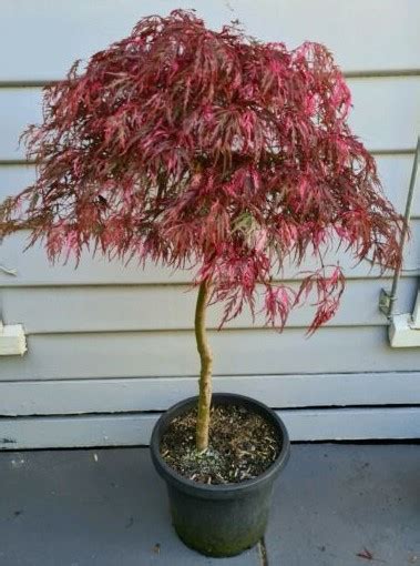 Acer Hana Matoi Japanese Maple Hello Hello Plants