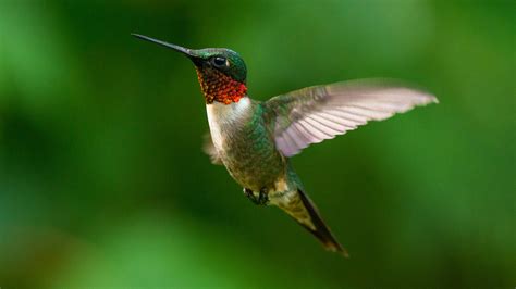 Marvel At The Resplendent Beauty Of The Ruby Throated Hummingbird