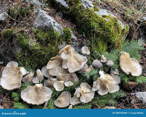 Edible Natural Fresh Mushrooms Are Cut From The Trunk Of A Spruce Tree