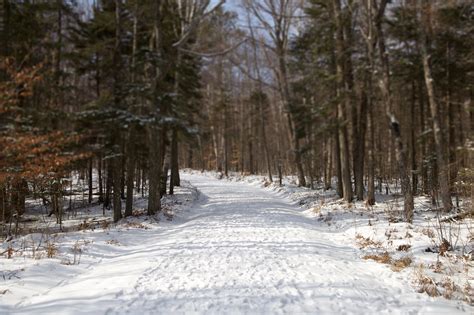 Free Picture Snowy Road Winter Time Forest Path Road Trees Hiking
