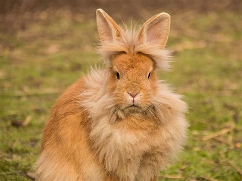 Lionhead Rabbit Breed Information Price Care Guide Uk Pets