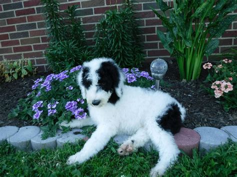 Sheepadoodle Standard For Sale Baltic Oh Male Winston Ac Puppies Llc