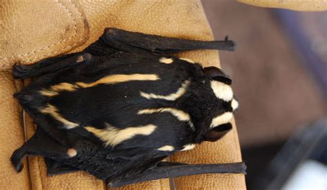 De glauconycteris superba) (consulté le 19 octobre 2019). Niumbaha Superba: A Beautiful Bat