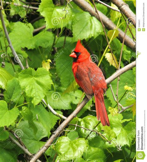 Male Northern Cardinal Stock Image Image Of Beautiful 31696521
