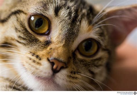Cats In Need Fullerton Chapter Petsmart Pet Adoption Photos