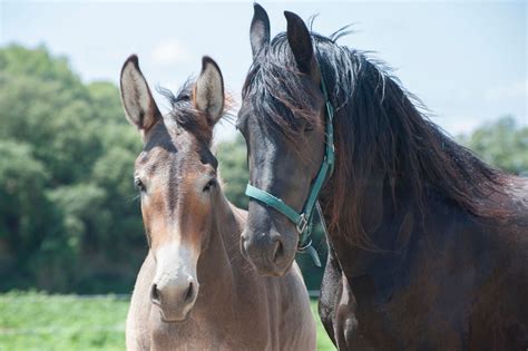 Meet Your Horses New Bestie Companion Animals 101 Horse Rookie
