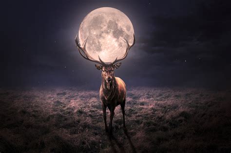 Reindeer And Moon Wallpaper