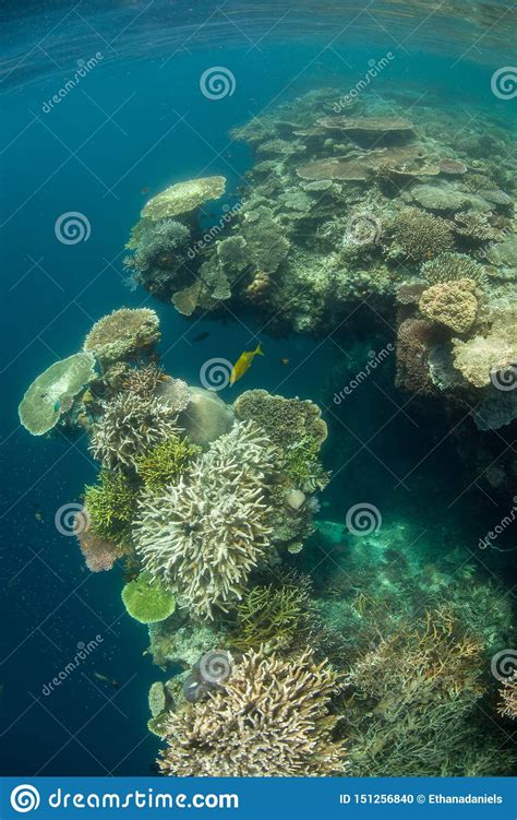Edge Of Coral Reef Drop Off In Raja Ampat Stock Photo Image Of