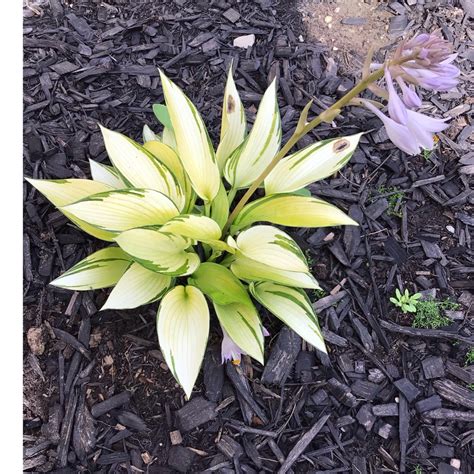 Hosta Tardiana Group June Fever Plantain Lily June Fever In