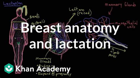 Breast Anatomy And Lactation Reproductive System Physiology Nclex Rn Khan Academy Youtube
