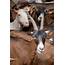 Domestic Goats Photograph By Danny Gys/reporters/science Photo Library