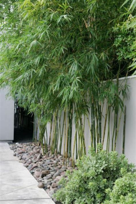 New Screening Plants For Privacy For Large Space Home And Apartment