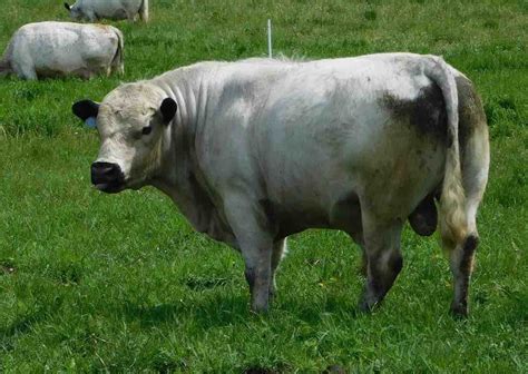 Rolling Hills Cattle Co British White Cattle Using Livestock To