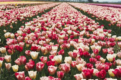 Visit The Dutch Tulip Fields A Complete Guide Amsterdamian