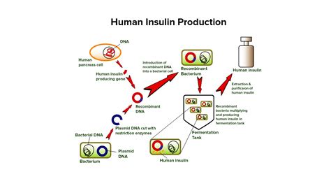 In Which Bacteria Is Insulin Cloned