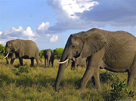 Beautiful African Animals Safaris Endangered Beautiful