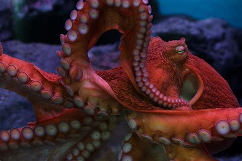 Giant Octopus Facts Anatomy Diet Habitat Behavior