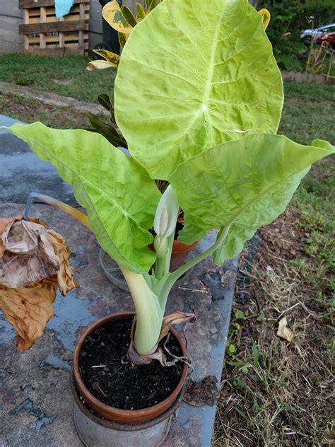 Guys My Elephant Ear Is Flowering And Im Really Excited Gardening