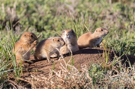 Prairie Dog Keeps Watch While Her Pups Explore Their New World Tonys