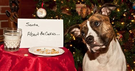 How To Make Homemade Christmas Dog Cookies Easy Food