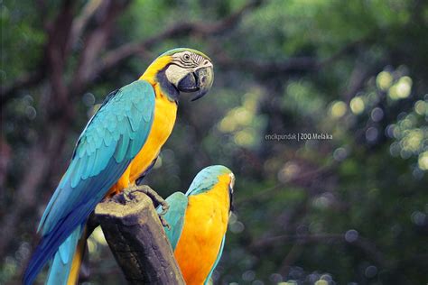 Burung Kakak Tua Flickr Photo Sharing