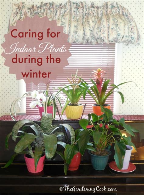 Indoor House Plant Care During The Fall And Winter