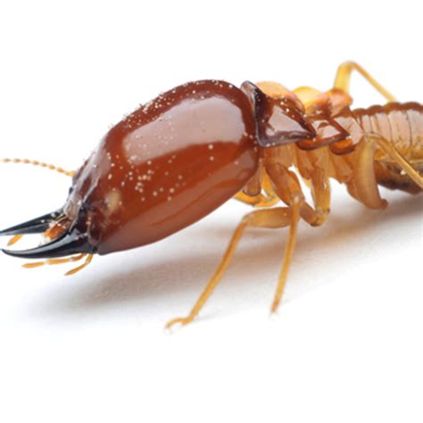 What You Need To Know About Termite Swarming Season Nashville Tn