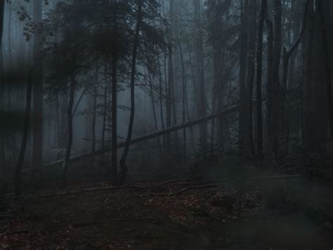 Forest Fog Trees Gloomy Dark 4k Wallpaper Toppng