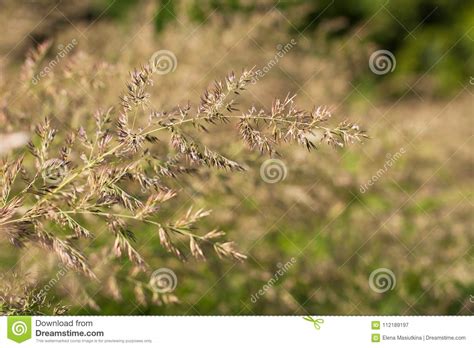 Fescue Grass Grow On Sunny Meadow Stock Image Image Of Herbal Cane