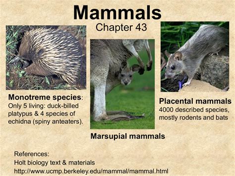 Placental Mammals Examples