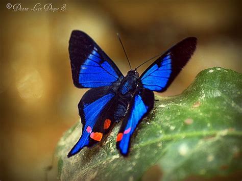 Top 14 Most Beautiful Butterflies In The World Amazing Colors And Shapes