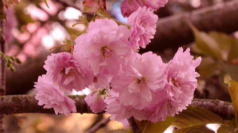 Cherry Blossom Tree Branch Free Stock Photo Public Domain Pictures