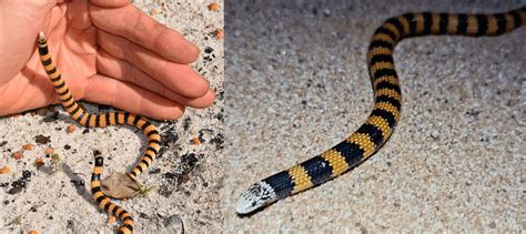 17 Common Snakes Found In Western Australia 2023 Bird Watching Hq