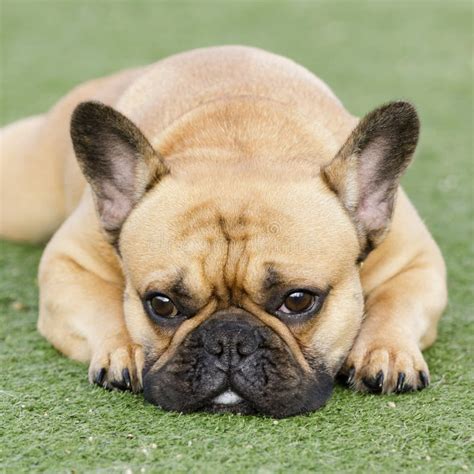 Fawn French Bulldog Puppy Lying Down And Resting With Sad Face Stock